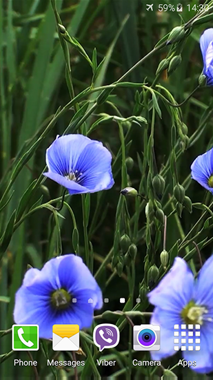 Blue flowers by Jacal video live wallpapers - scaricare Fiori sfondi animati per Android di cellulare gratuitamente.