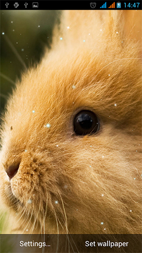 Scaricare Bunny by Live Wallpapers Gallery — sfondi animati gratuiti per l'Android su un Desktop. 