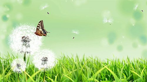 Scaricare Butterfly by Amazing Live Wallpaperss — sfondi animati gratuiti per l'Android su un Desktop. 