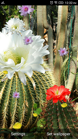 Scarica gratis sfondi animati Cactus flowers per telefoni di Android e tablet.