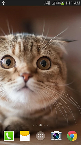 Scaricare Cat by Live wallpaper HD — sfondi animati gratuiti per l'Android su un Desktop. 
