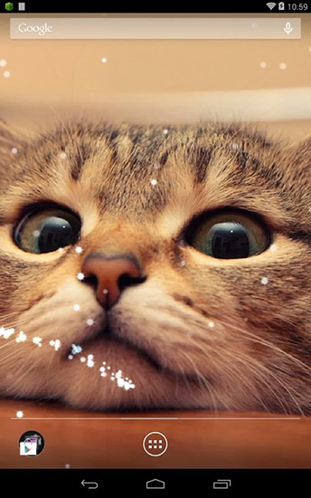 Cat - scaricare Animali sfondi animati per Android di cellulare gratuitamente.