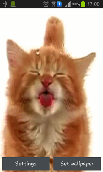 Scarica gratis sfondi animati Cat licking screen per telefoni di Android e tablet.