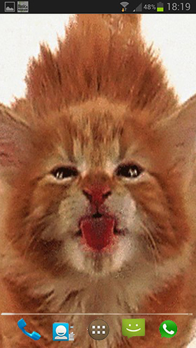 Scarica gratis sfondi animati Cat licks per telefoni di Android e tablet.