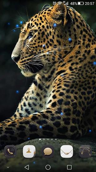 Cheetah - scaricare  sfondi animati per Android di cellulare gratuitamente.