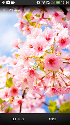 Cherry blossom - scaricare sfondi animati per Android 3.0 di cellulare gratuitamente.
