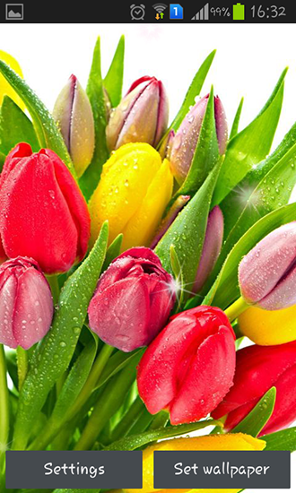 Scarica gratis sfondi animati Colorful tulips per telefoni di Android e tablet.