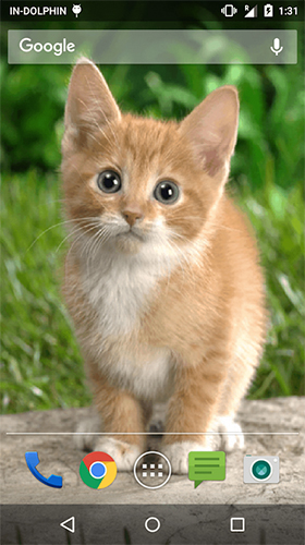 Scaricare Cute cat by Psii — sfondi animati gratuiti per l'Android su un Desktop. 