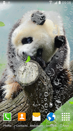 Cute panda - scaricare sfondi animati per Android 4.2.2 di cellulare gratuitamente.