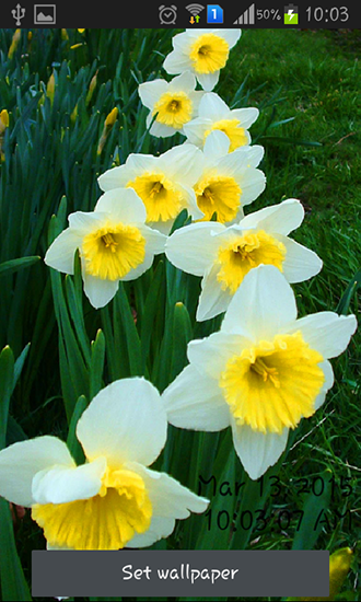Daffodils - scaricare Fiori sfondi animati per Android di cellulare gratuitamente.