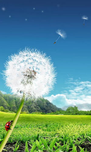 Dandelion - scaricare Paesaggio sfondi animati per Android di cellulare gratuitamente.