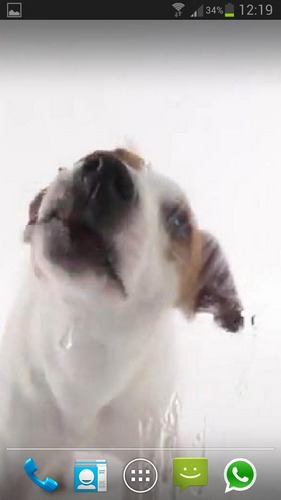 Dog licks screen - scaricare Animali sfondi animati per Android di cellulare gratuitamente.
