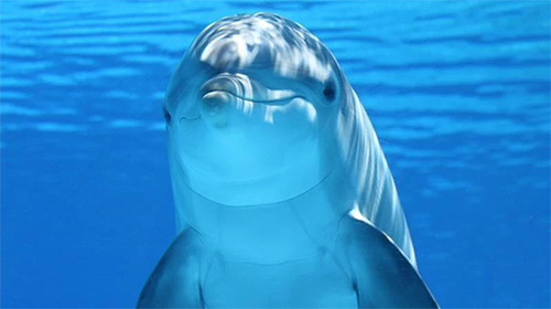 Scaricare Dolphins 3D by Mosoyo — sfondi animati gratuiti per l'Android su un Desktop. 