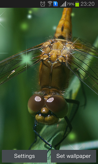 Dragonfly - scaricare Animali sfondi animati per Android di cellulare gratuitamente.