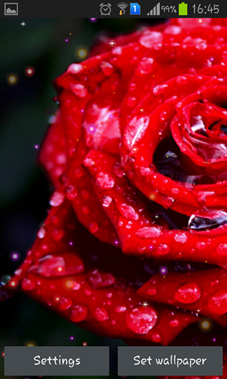 Drops and roses - scaricare Fiori sfondi animati per Android di cellulare gratuitamente.