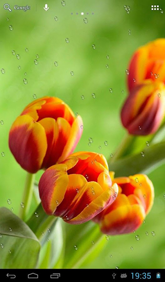 Scarica gratis sfondi animati Drops on tulips per telefoni di Android e tablet.
