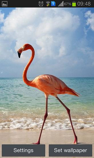 Scarica gratis sfondi animati Flamingo per telefoni di Android e tablet.