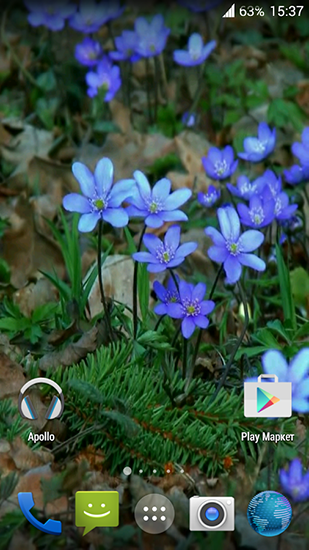 Forest flowers - scaricare sfondi animati per Android 9.0 di cellulare gratuitamente.