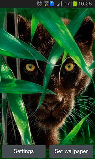 Forest panther - scaricare Animali sfondi animati per Android di cellulare gratuitamente.