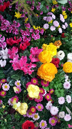 Scaricare Garden flowers — sfondi animati gratuiti per l'Android su un Desktop. 