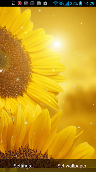Scarica gratis sfondi animati Golden sunflower per telefoni di Android e tablet.