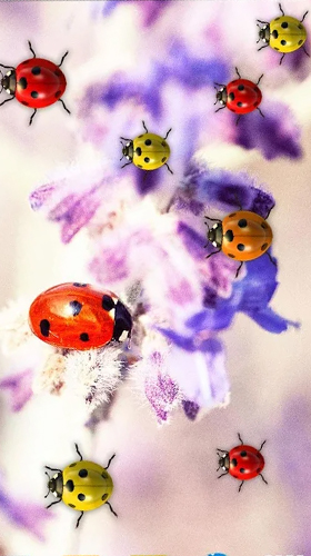 Scaricare Ladybugs by 3D HD Moving Live Wallpapers Magic Touch Clocks — sfondi animati gratuiti per l'Android su un Desktop. 