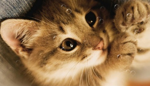 Lazy cat - scaricare Animali sfondi animati per Android di cellulare gratuitamente.