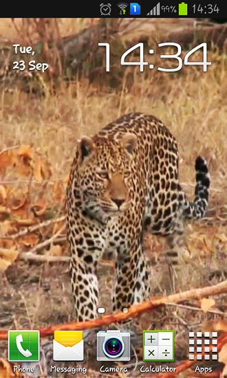 Leopard - scaricare Animali sfondi animati per Android di cellulare gratuitamente.