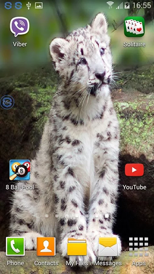 Scarica gratis sfondi animati Leopards: shake and change per telefoni di Android e tablet.