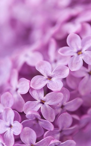 Scarica gratis sfondi animati Lilac flowers per telefoni di Android e tablet.