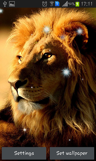 Lions - scaricare Animali sfondi animati per Android di cellulare gratuitamente.