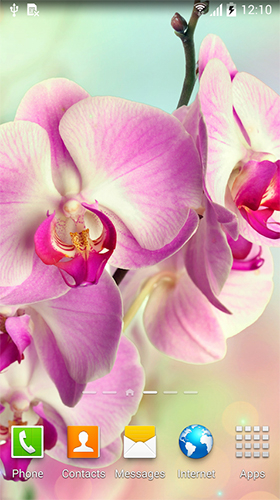 Scaricare Orchids by BlackBird Wallpapers — sfondi animati gratuiti per l'Android su un Desktop. 