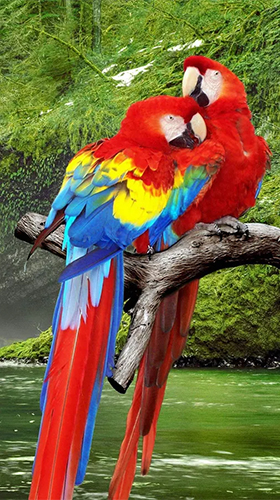 Scaricare Parrot by Live Animals APPS — sfondi animati gratuiti per l'Android su un Desktop. 