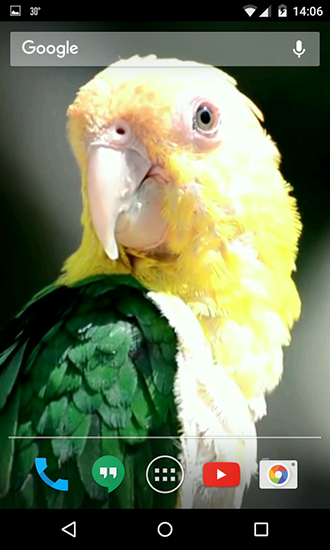 Parrots - scaricare Animali sfondi animati per Android di cellulare gratuitamente.