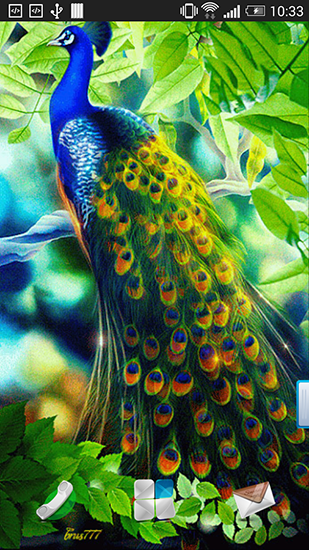 Peacock - scaricare Animali sfondi animati per Android di cellulare gratuitamente.