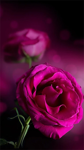 Scaricare Pink rose — sfondi animati gratuiti per l'Android su un Desktop. 