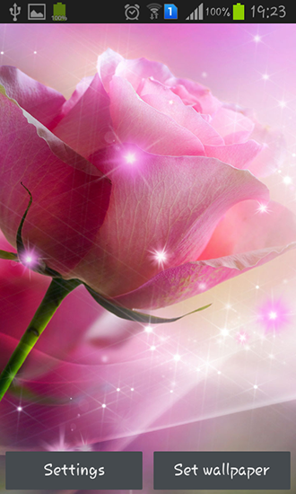 Pink roses - scaricare sfondi animati per Android 6.0 di cellulare gratuitamente.