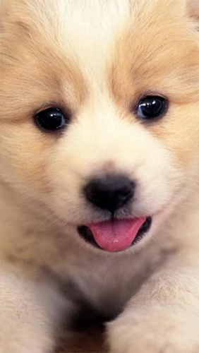 Scaricare Puppies — sfondi animati gratuiti per l'Android su un Desktop. 