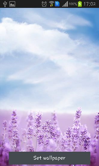 Scarica gratis sfondi animati Purple lavender per telefoni di Android e tablet.