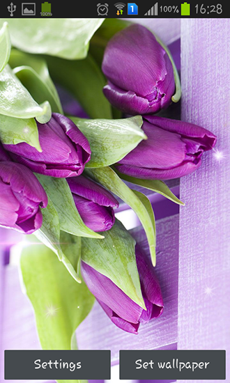 Purple tulips - scaricare sfondi animati per Android 5.0 di cellulare gratuitamente.