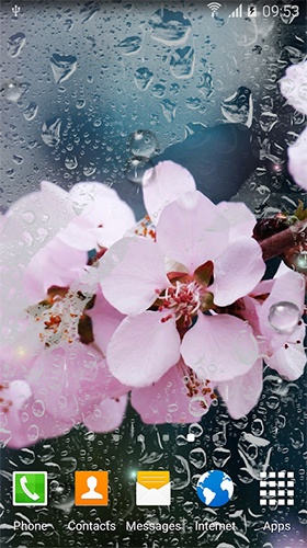 Scaricare Rainy flowers — sfondi animati gratuiti per l'Android su un Desktop. 