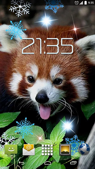 Scarica gratis sfondi animati Red panda per telefoni di Android e tablet.