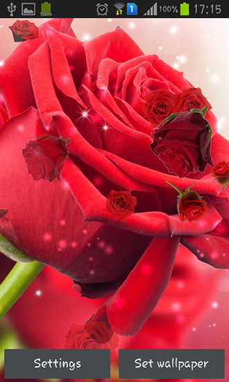 Red rose - scaricare sfondi animati per Android 4.1 di cellulare gratuitamente.