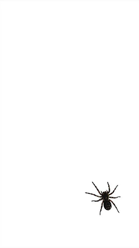 Scaricare Spider by villeHugh — sfondi animati gratuiti per l'Android su un Desktop. 