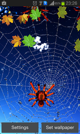 Scarica gratis sfondi animati Spider per telefoni di Android e tablet.