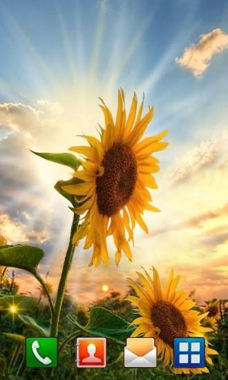 Sunflower sunset - scaricare sfondi animati per Android 3.0 di cellulare gratuitamente.