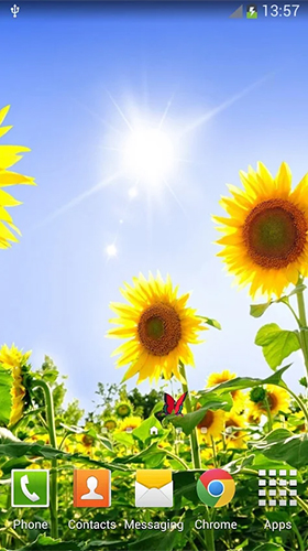 Scaricare Sunflowers — sfondi animati gratuiti per l'Android su un Desktop. 