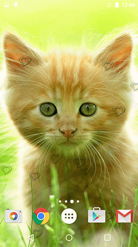 Scaricare Сute kittens — sfondi animati gratuiti per l'Android su un Desktop. 
