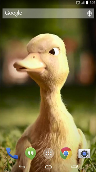 Scarica gratis sfondi animati Talking duck per telefoni di Android e tablet.