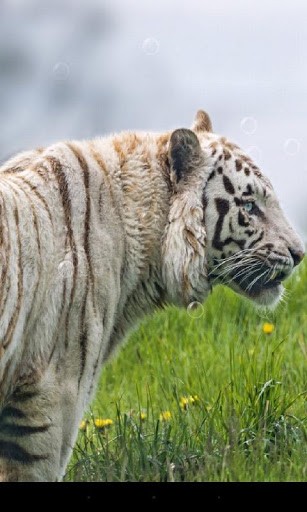 Tiger - scaricare Animali sfondi animati per Android di cellulare gratuitamente.